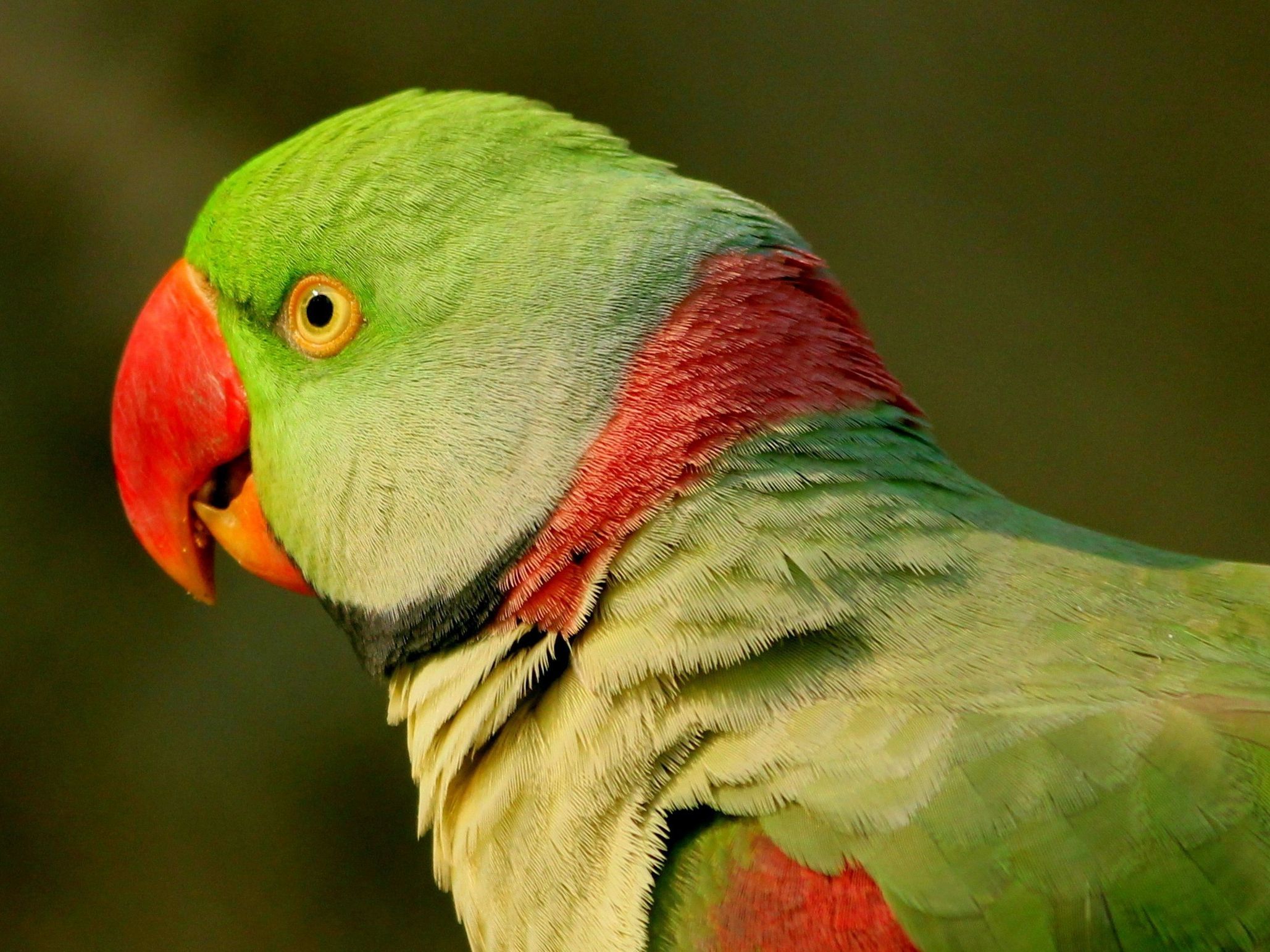 Alexandrine Parakeet