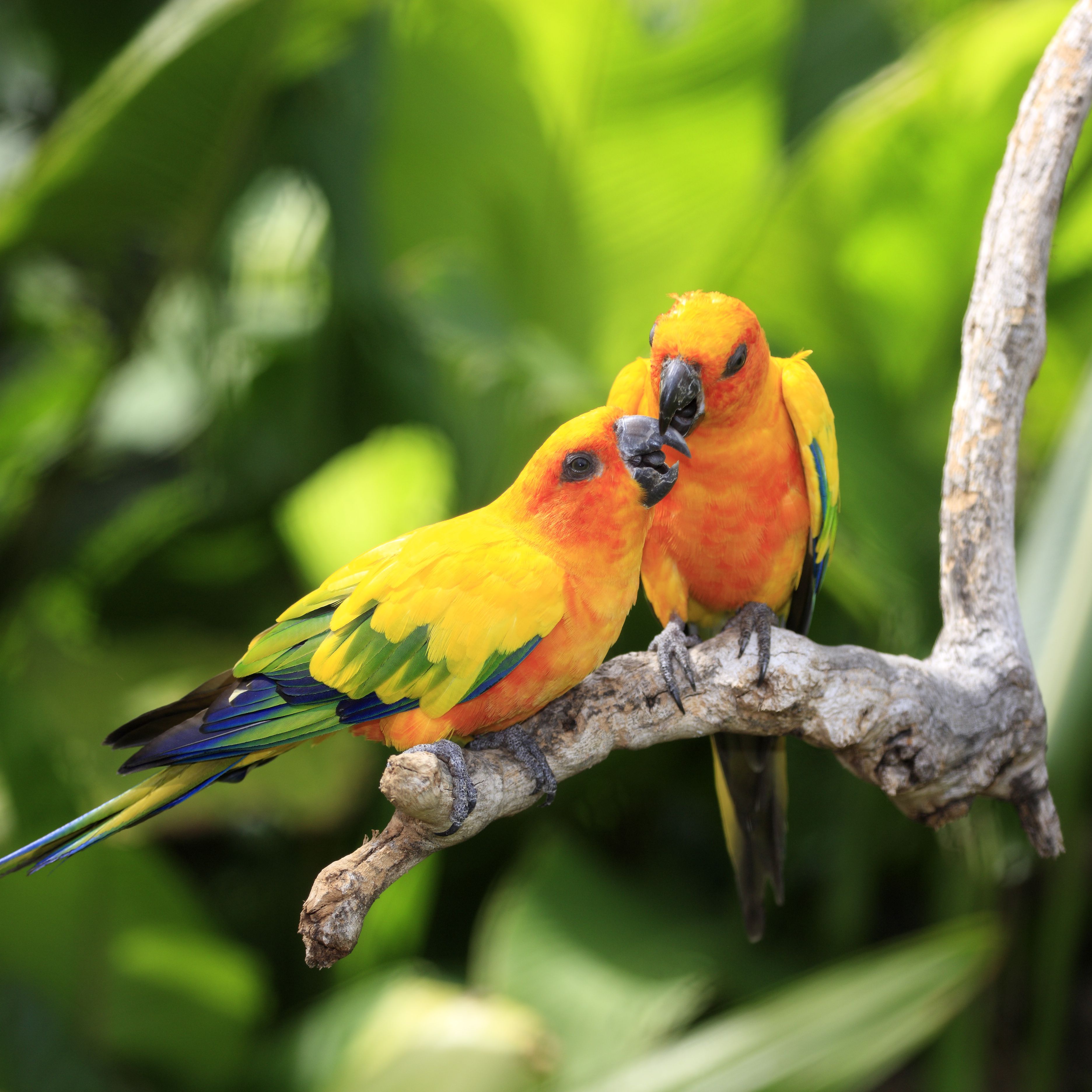 birds