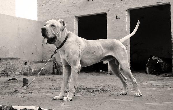 Bully Kutta