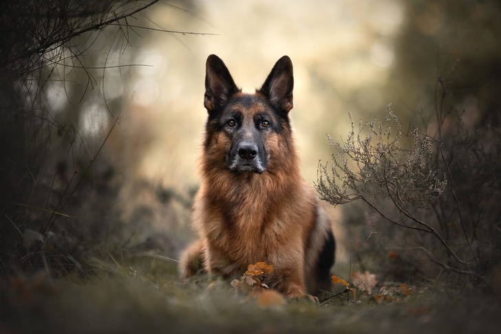 German Shepherd