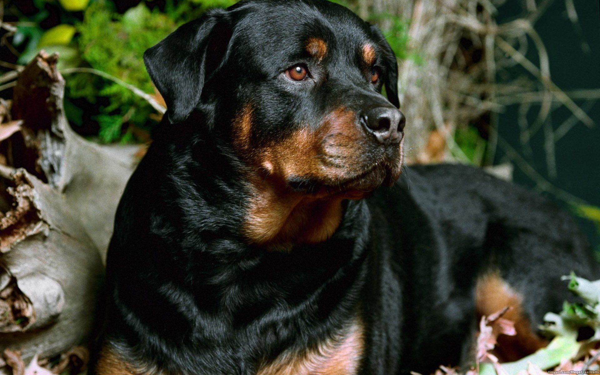 Rottweiler