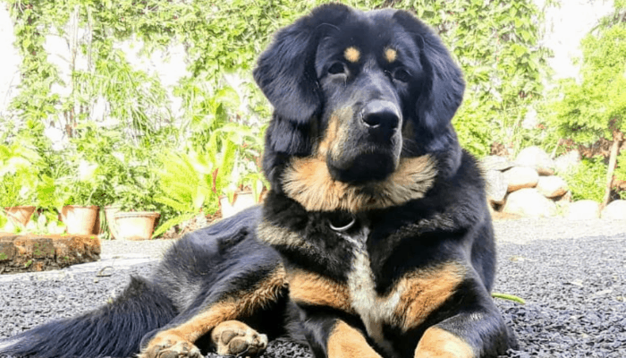 Gaddi Kutta