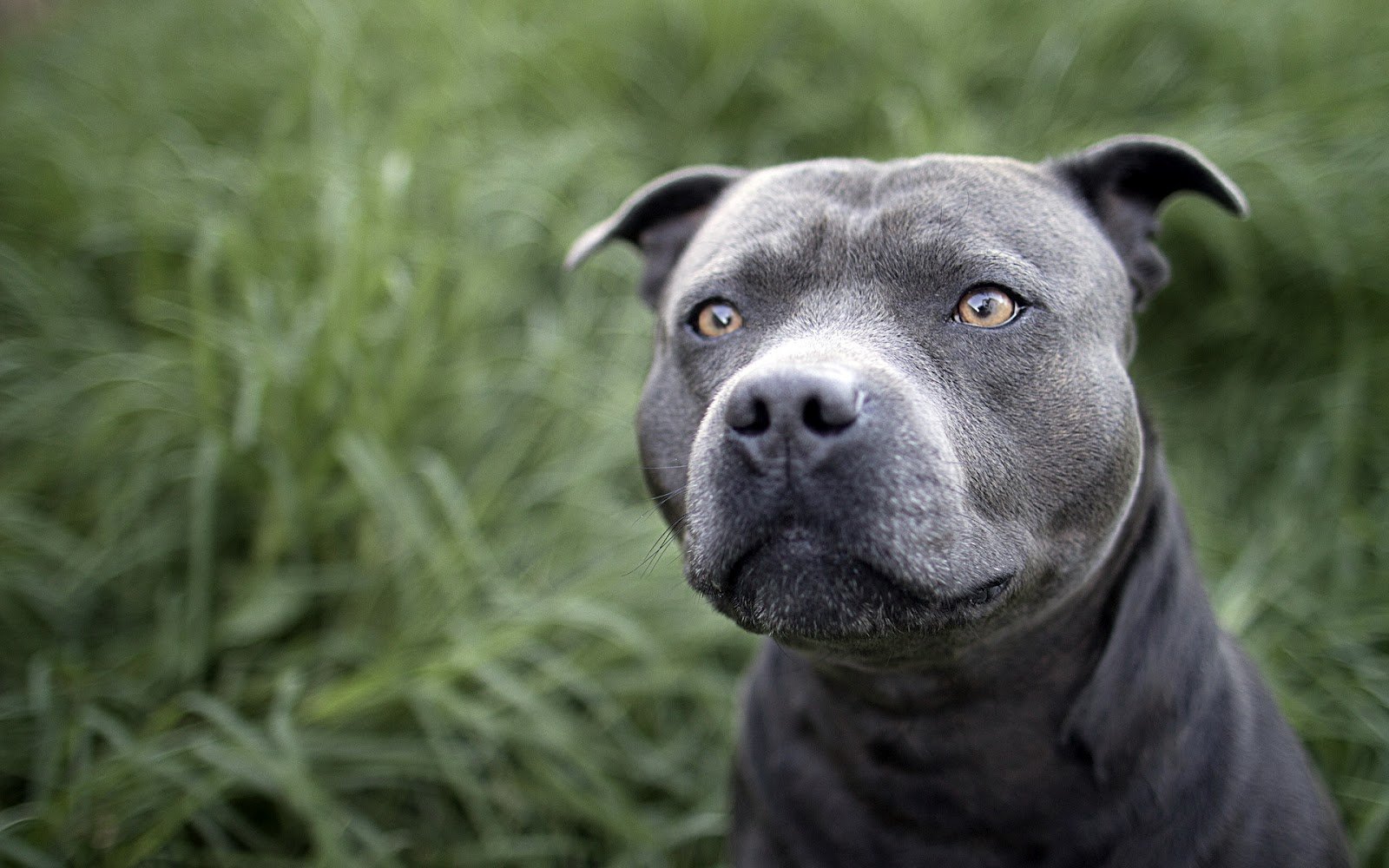 Pit Bull